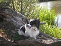 Papillon Chicca