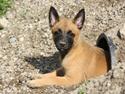Malinois Chico von den belgischen Wölfen