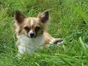 Chihuahua Bianca