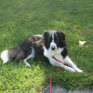 Blanding af racer Zippo