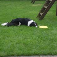 Blanding af racer Zippo