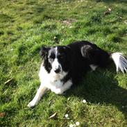 Blanding af racer Zippo