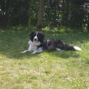 Blanding af racer Zippo