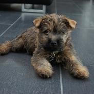 Cairn terrier Cale Hill's Mac.