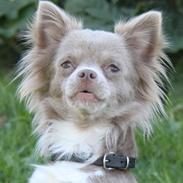 Chihuahua Laika "Min Egen Hundebasse"