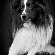 Shetland sheepdog Foula's Bi My Soulmate (Ozzy)
