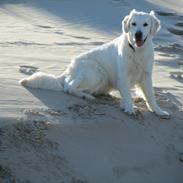 Golden retriever jessie