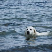 Golden retriever jessie