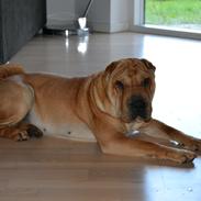 Shar pei Bertha