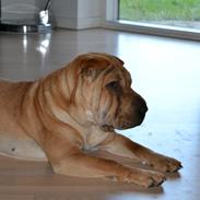 Shar pei Bertha