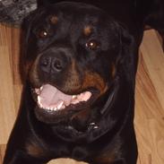 Rottweiler Vom Hause Eisengaurd Diesel