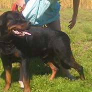 Rottweiler Vom Hause Eisengaurd Diesel