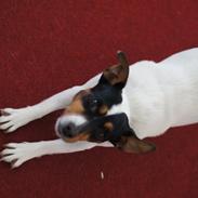 Jack russell terrier Gine