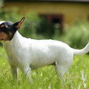 Jack russell terrier Gine