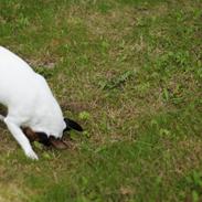 Jack russell terrier Gine