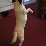 Jack russell terrier Gine