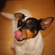 Jack russell terrier Gine