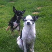 Chihuahua Nando