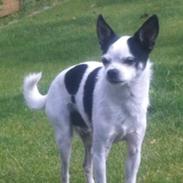 Chihuahua Nando