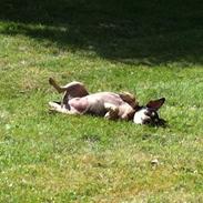 Blanding af racer Coco Chanel