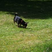 Blanding af racer Coco Chanel