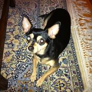 Blanding af racer Coco Chanel