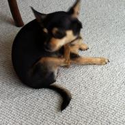 Blanding af racer Coco Chanel