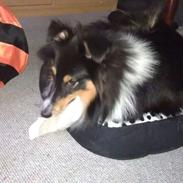 Shetland sheepdog Jenner's Pretty Jetset Boy *Chester*