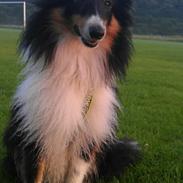 Shetland sheepdog Jenner's Pretty Jetset Boy *Chester*