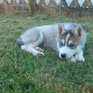 Siberian husky Siku