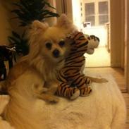 Blanding af racer freja