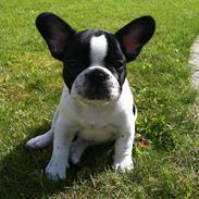 Fransk bulldog Marschalls Milo