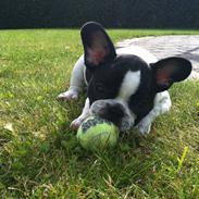 Fransk bulldog Marschalls Milo