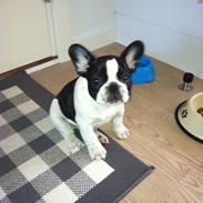 Fransk bulldog Marschalls Milo