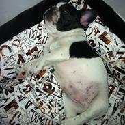 Fransk bulldog Marschalls Milo