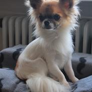 Chihuahua House Of Holtens Brise (Nellie)