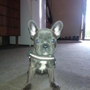 Fransk bulldog leo