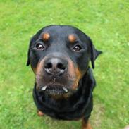 Rottweiler Muffe