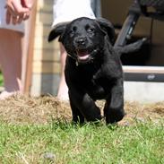 Labrador retriever Baunse