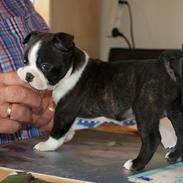 Boston terrier Viggo