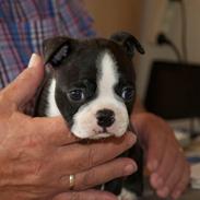 Boston terrier Viggo