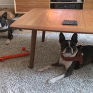 Boston terrier Viggo