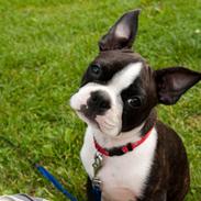 Boston terrier Viggo