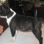 Boston terrier Viggo
