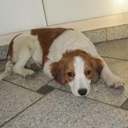 Kooikerhondje Micha