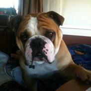 Olde english bulldogge Basil