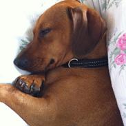 Blanding af racer Chili