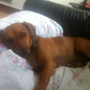 Blanding af racer Chili