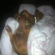 Blanding af racer Chili