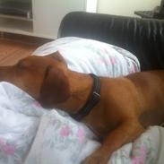 Blanding af racer Chili